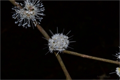 Memecylon kollimalayanum